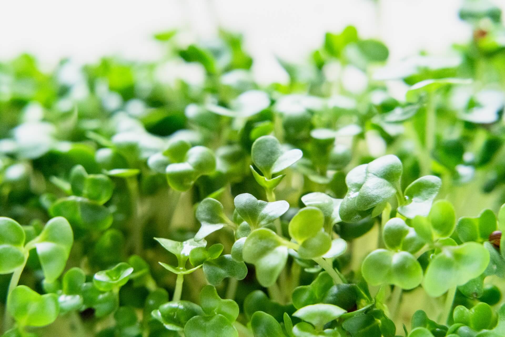 ブロッコリースプラウトに育毛効果があるって本当 解説します 薄毛 Aga治療なら はなふさ皮膚科 ブロッコリースプラウトに育毛効果があるって本当 解説します 薄毛 Aga治療なら はなふさ皮膚科